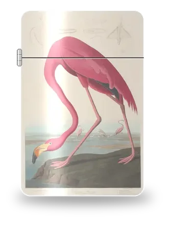 American Flamingo by John James Audubon — art case for a lighter insert