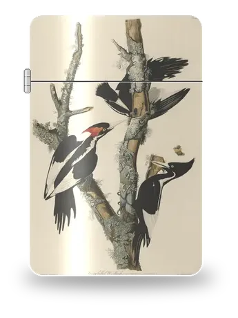 Elfenbeinspecht von John James Audubon – Kunsthülle für einen Feuerzeugeinsatz