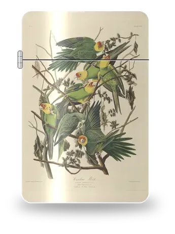 Carolina-Sittich von John James Audubon – Kunsthülle für einen Feuerzeugeinsatz