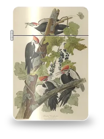 Pileated Woodpecker by John James Audubon — art case for a lighter insert