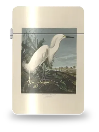 Snowy Heron (White Egret) by John James Audubon — art case for a lighter insert