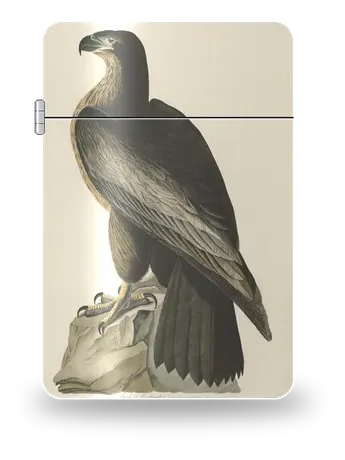 華盛頓之鳥（白頭海雕）（約翰·詹姆斯·奧杜邦）藝術外殼